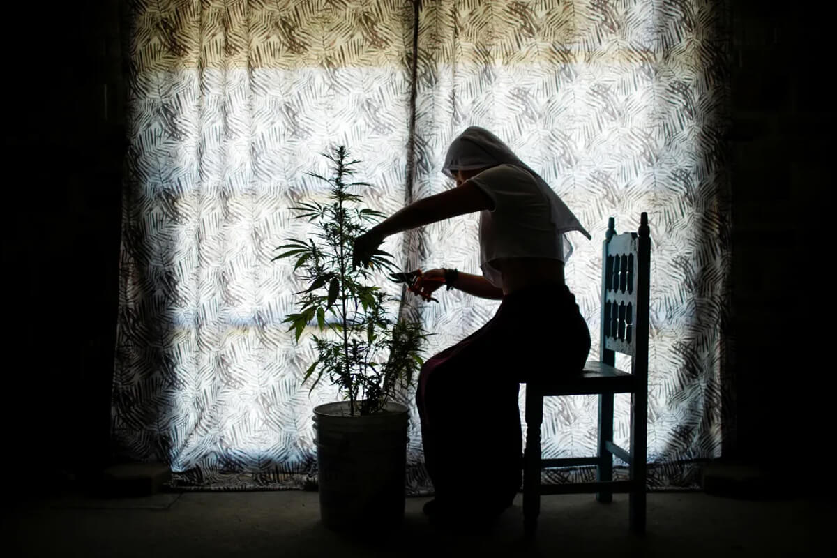 sisters of the valley suore della cannabis